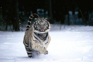 tiger animals white tigers