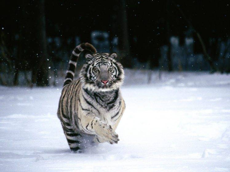 tiger animals white tigers HD Wallpaper Desktop Background