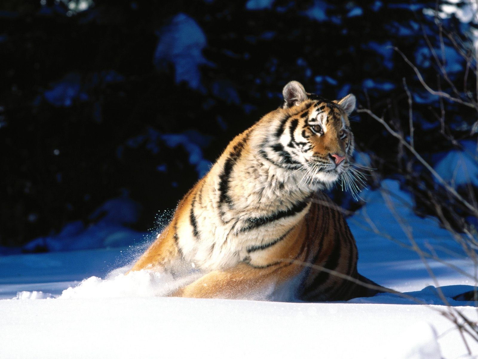tiger animals Wallpaper
