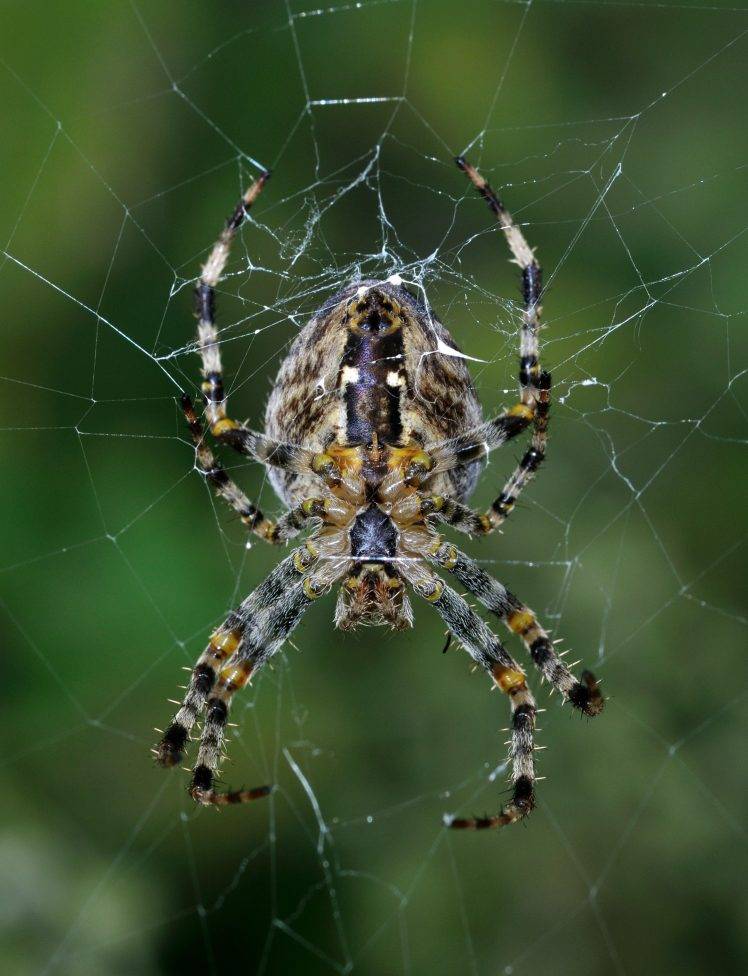 spider animals HD Wallpaper Desktop Background