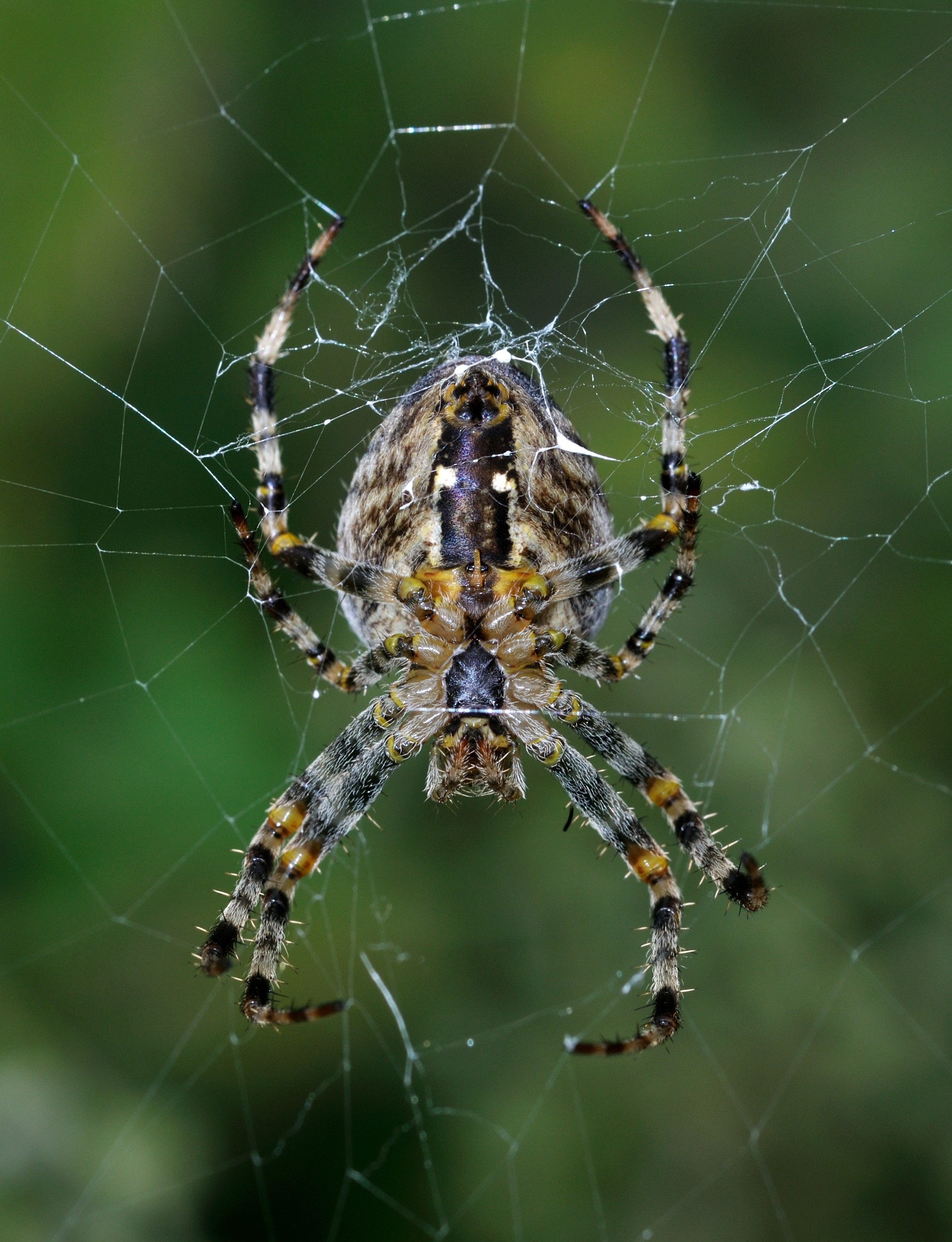 spider animals Wallpaper
