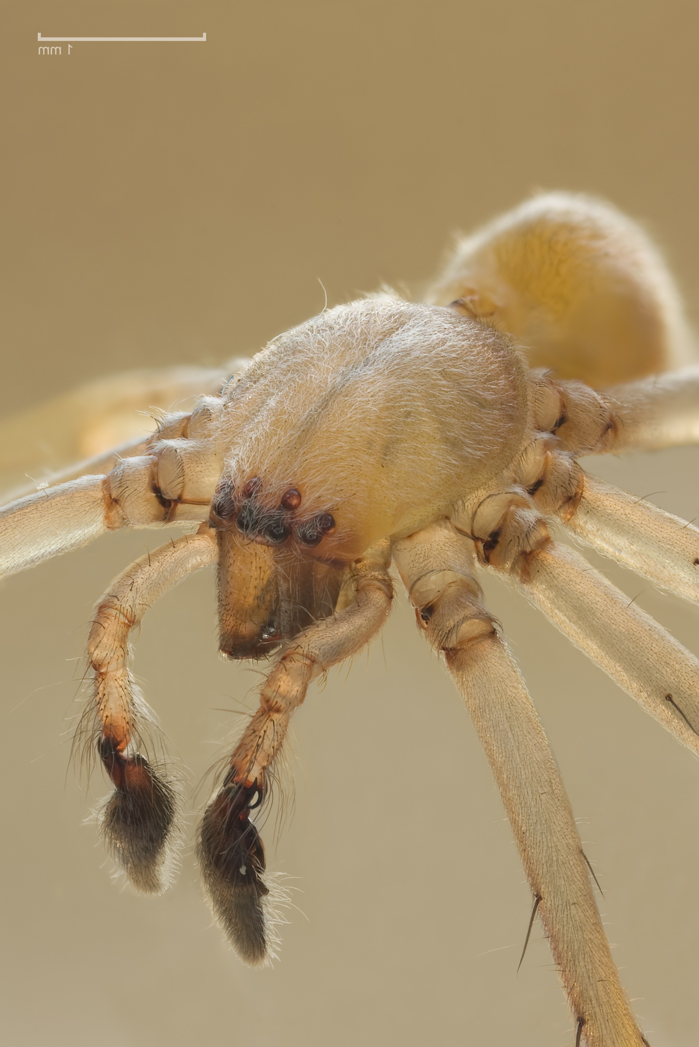 spider animals Wallpaper