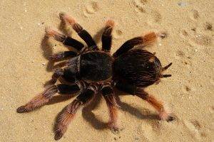 spider tarantula animals