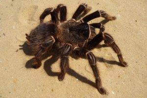 spider tarantula animals
