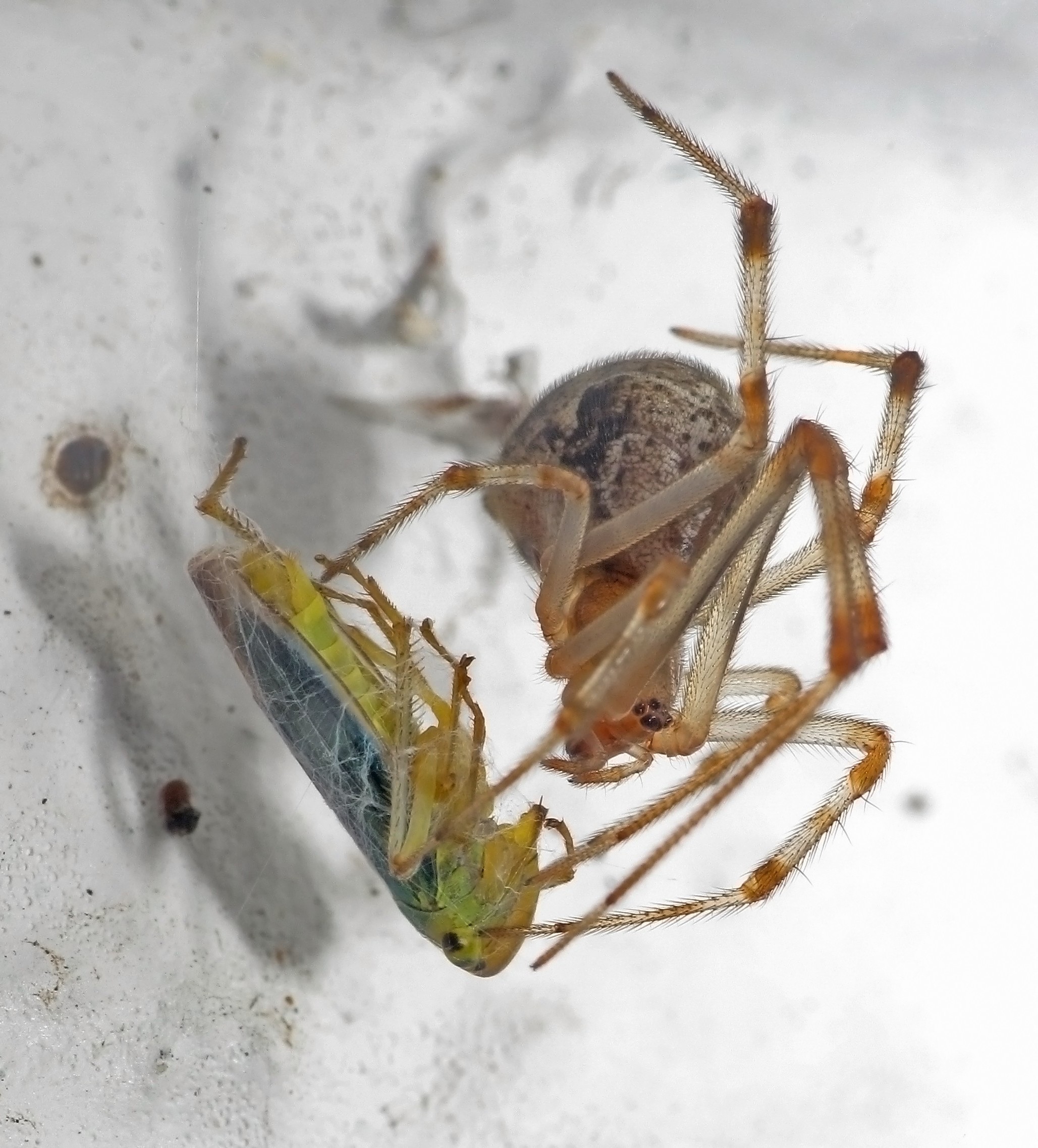 spider insect animals Wallpaper