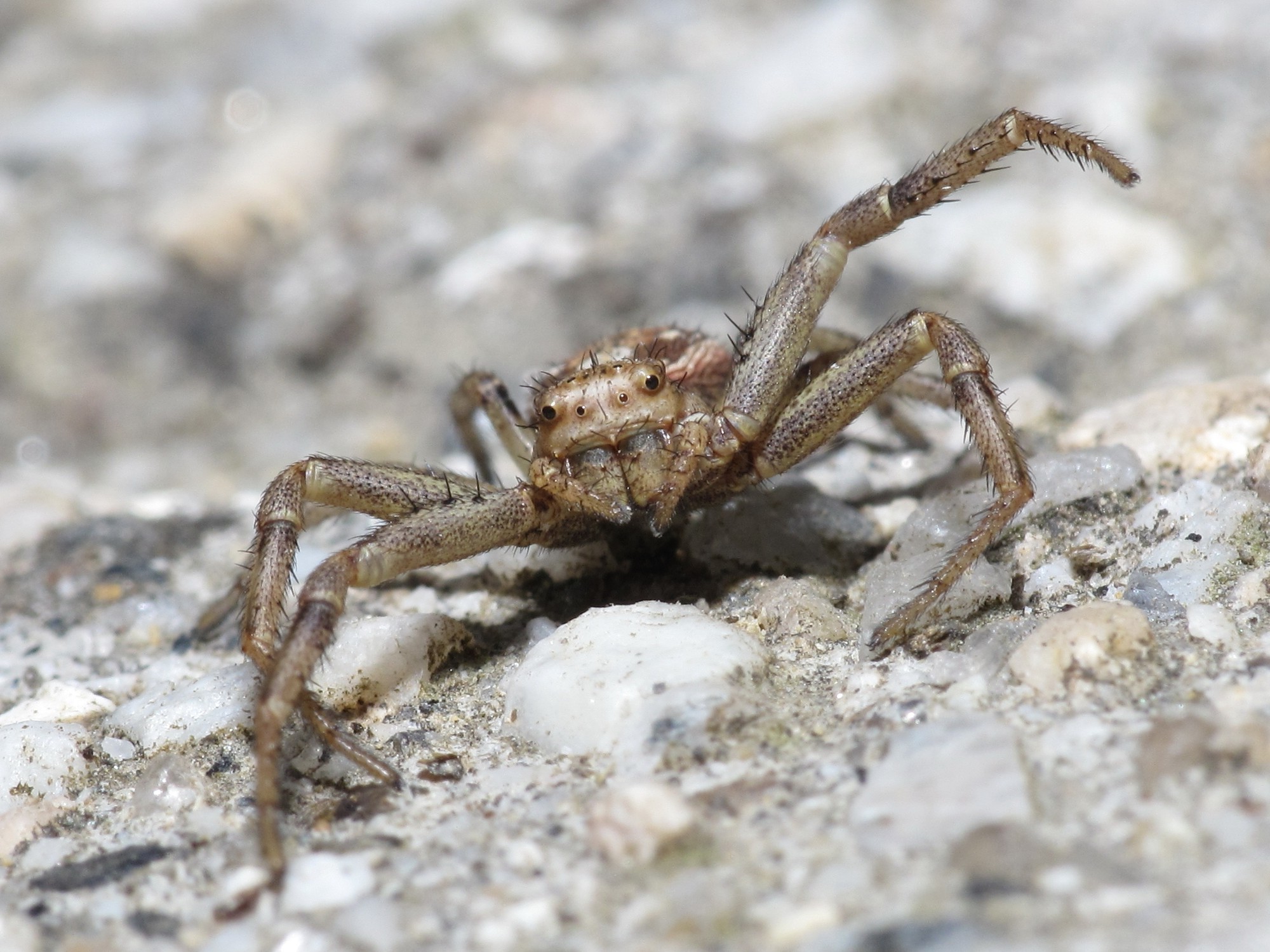 spider animals insect Wallpaper