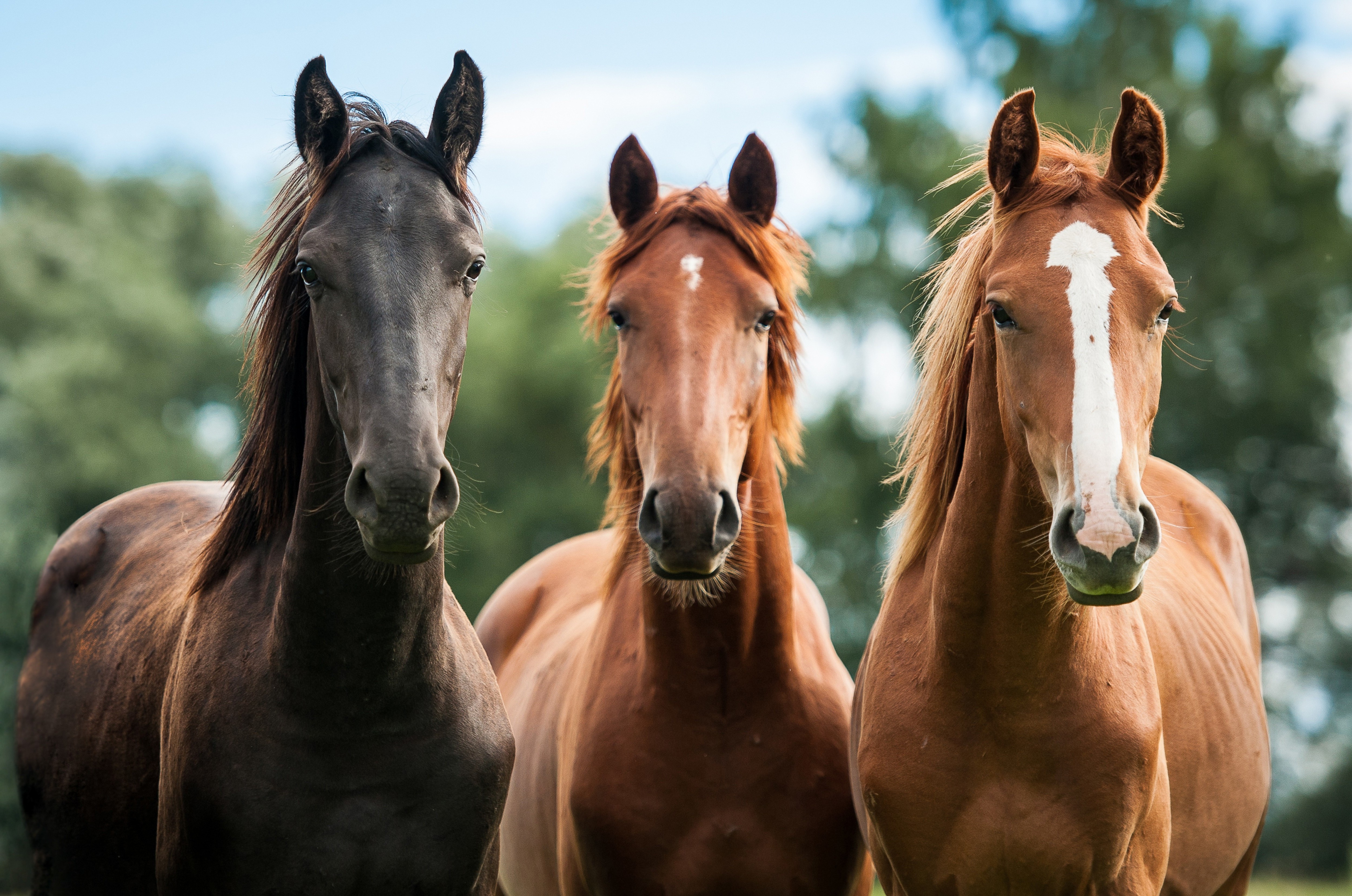 horse animals Wallpaper