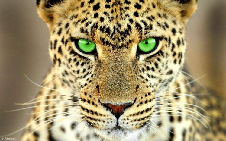 green eyes leopard animals big cats HD Wallpaper Desktop Background