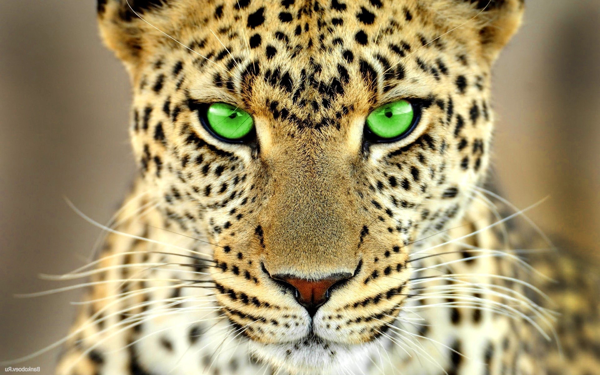 green eyes leopard animals big cats Wallpaper
