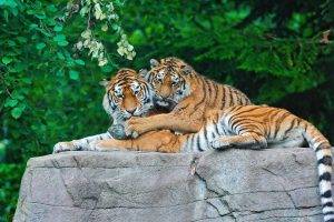 tiger animals big cats