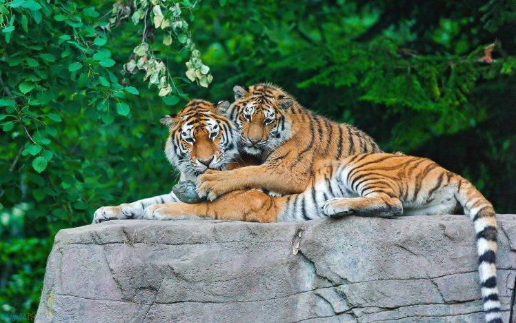 tiger animals big cats HD Wallpaper Desktop Background