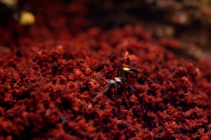 nature animals red ants insect