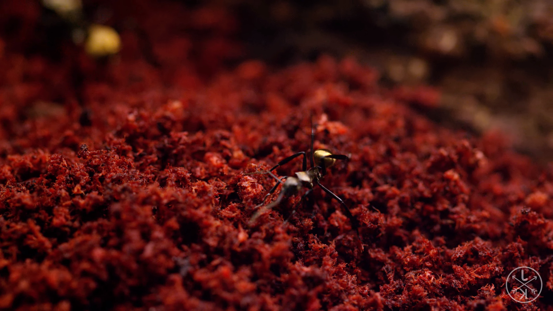 nature animals red ants insect Wallpaper
