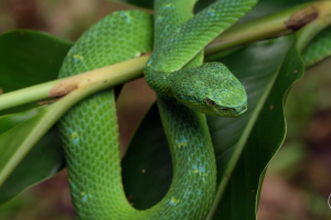 nature animals serpent green snake reptiles