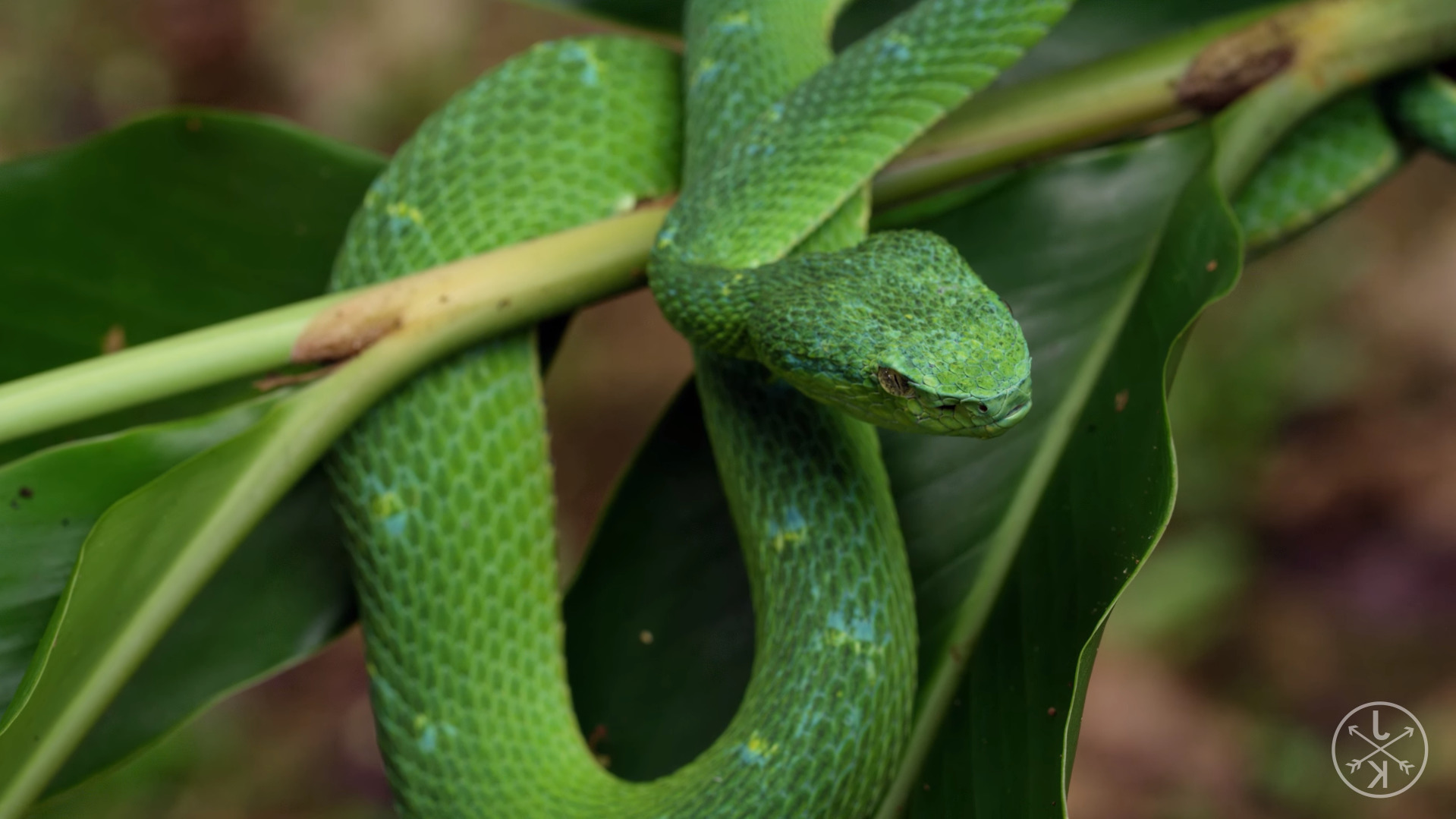 nature animals serpent green snake reptiles Wallpaper