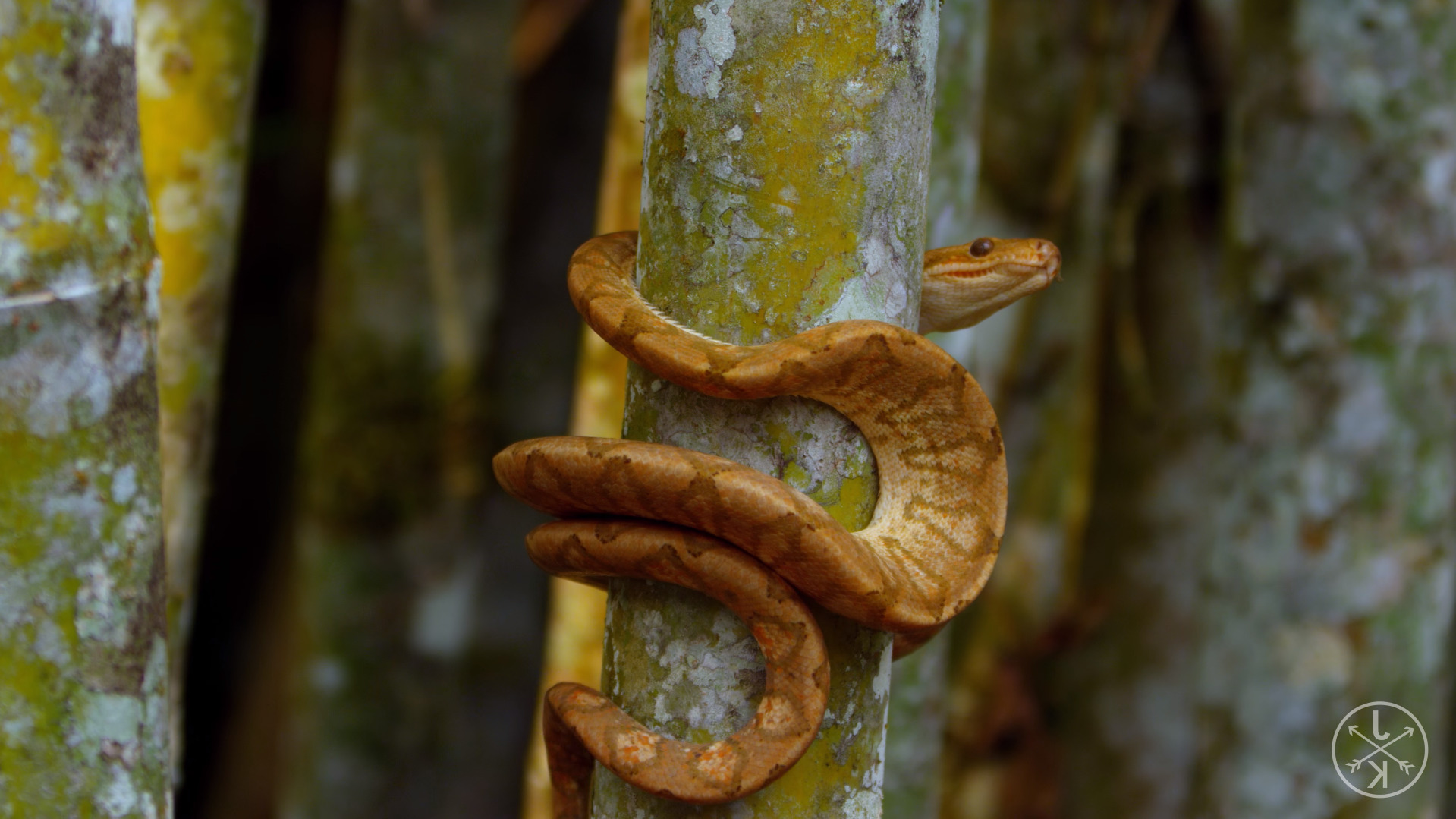 природа животные змея деревья загрузить