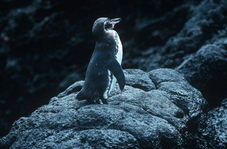 animals penguin nature rock stones HD Wallpaper Desktop Background