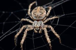 animals spider macro