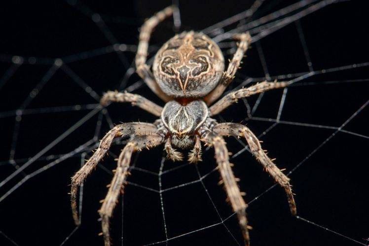 animals spider macro HD Wallpaper Desktop Background