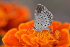 plants lepidoptera butterfly insect macro flowers animals