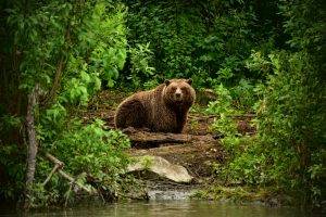 animals mammals forest bears