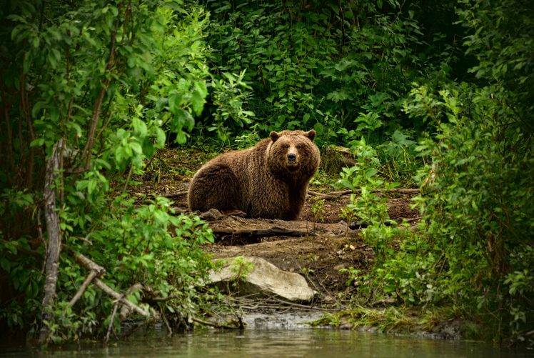 animals mammals forest bears HD Wallpaper Desktop Background