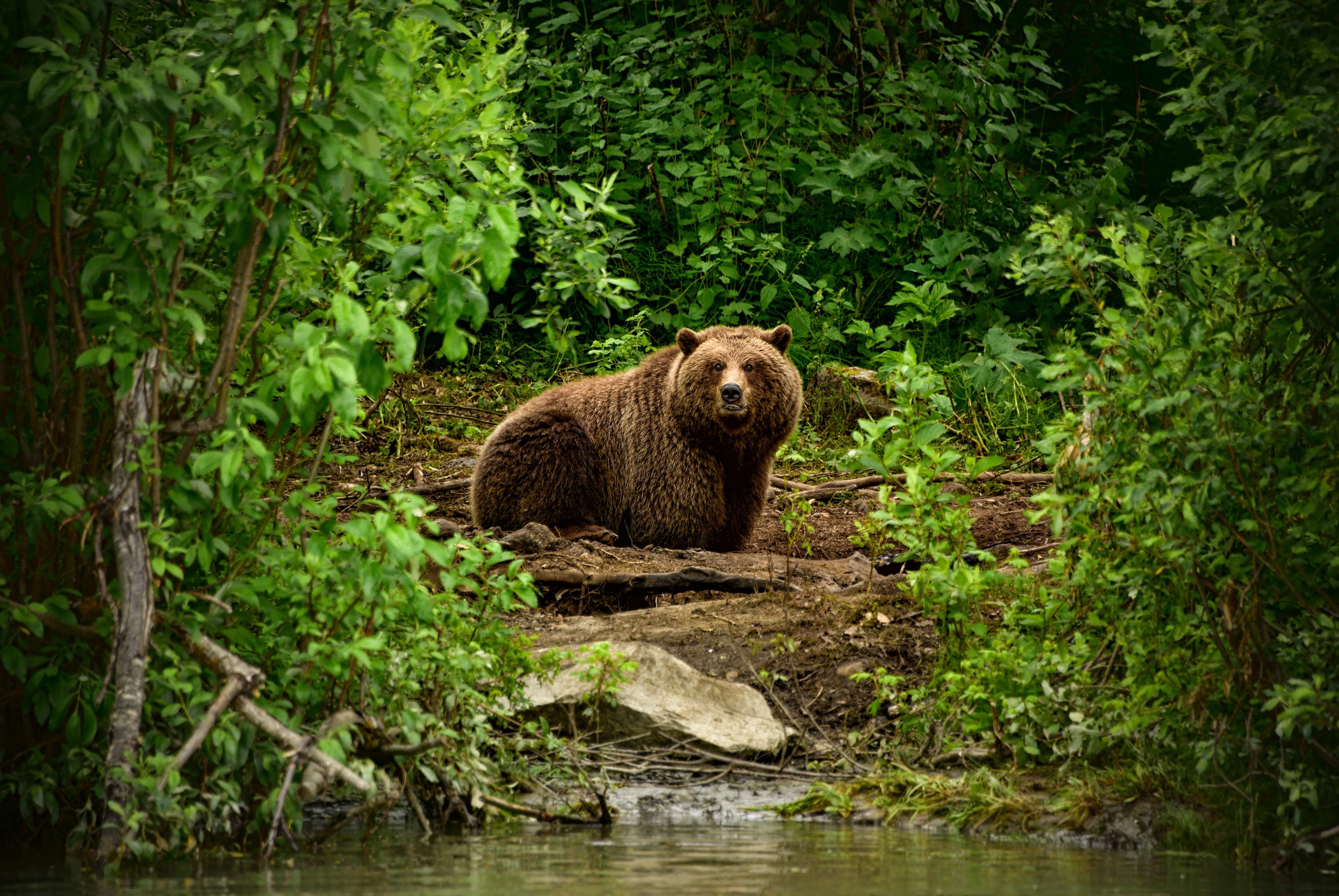 animals mammals forest bears Wallpaper
