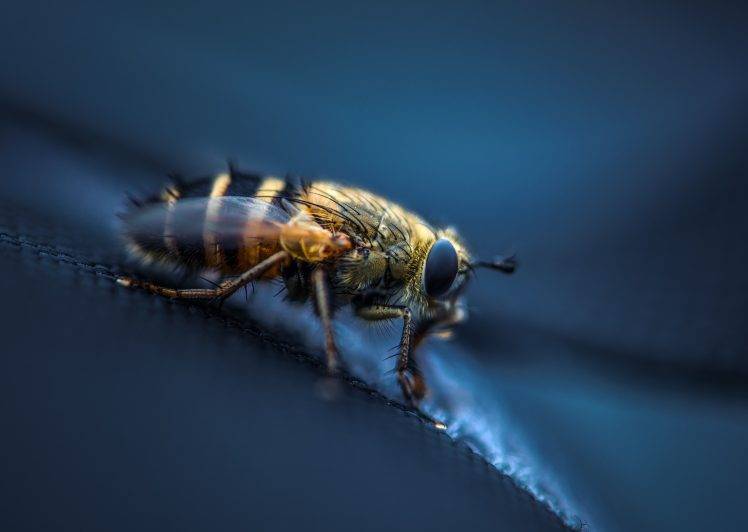 animals insect macro HD Wallpaper Desktop Background