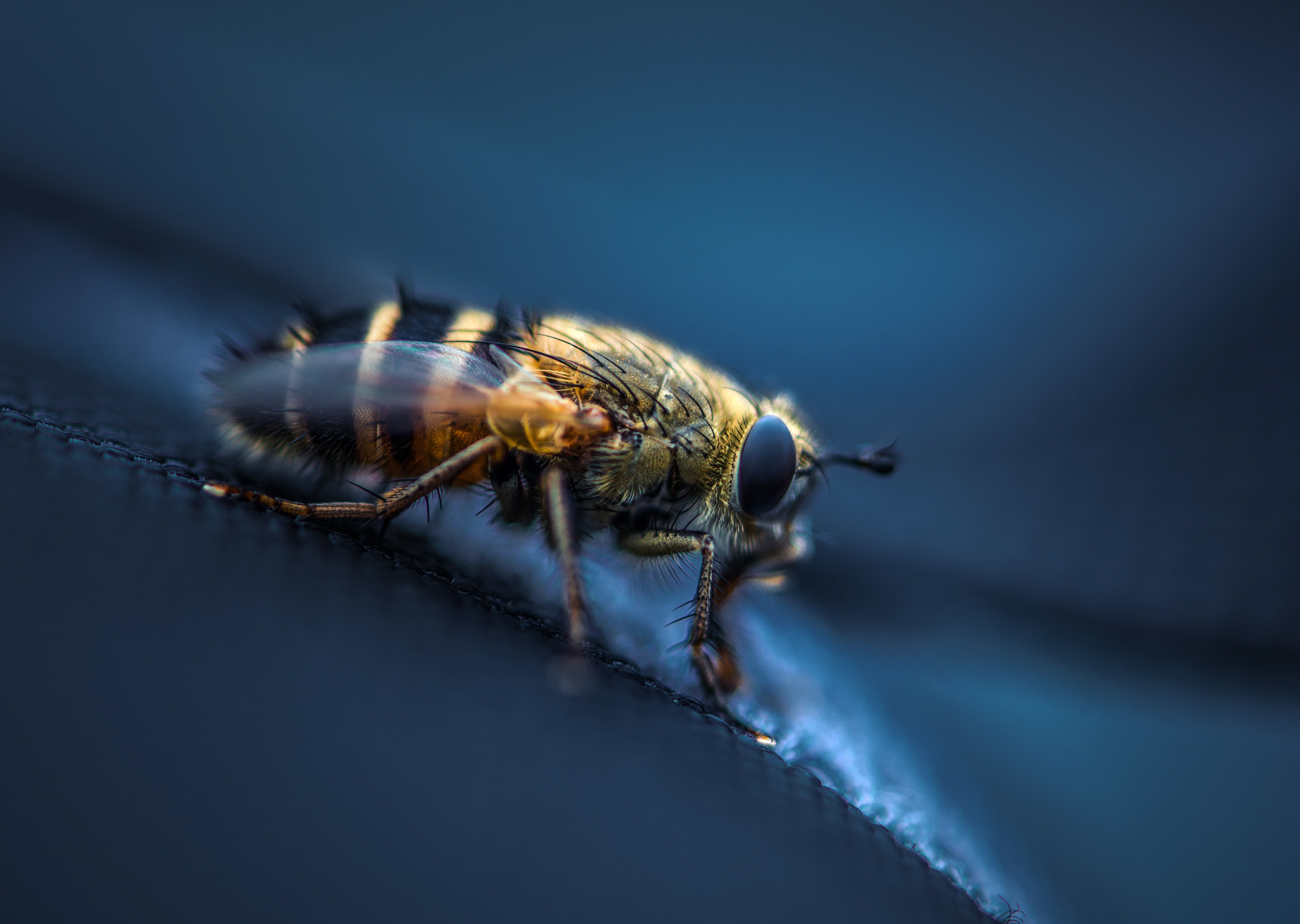 animals insect macro Wallpaper
