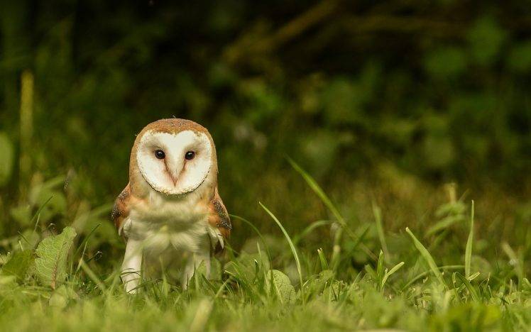 animals owl grass HD Wallpaper Desktop Background