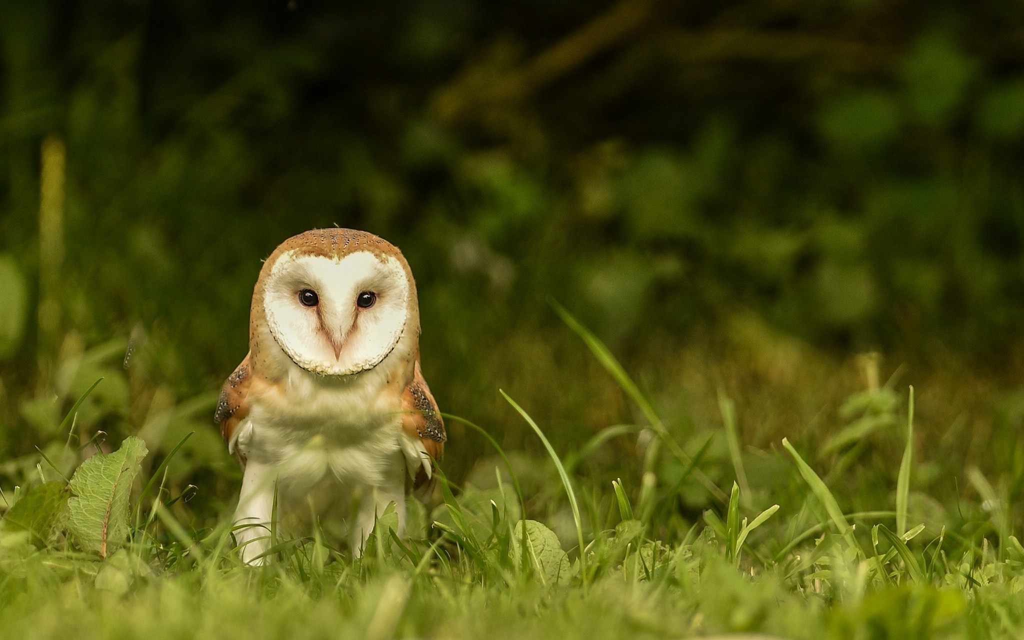 animals owl grass Wallpaper