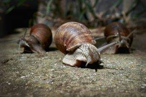 macro animals snail