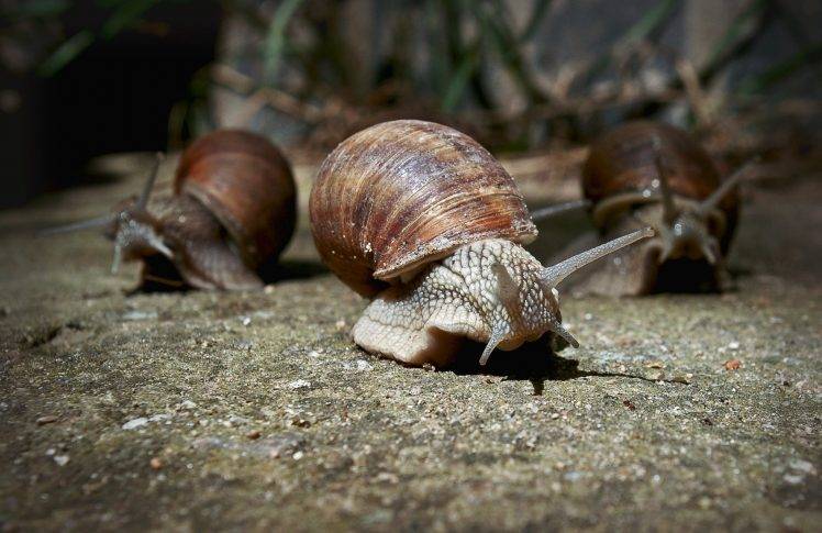 macro animals snail HD Wallpaper Desktop Background