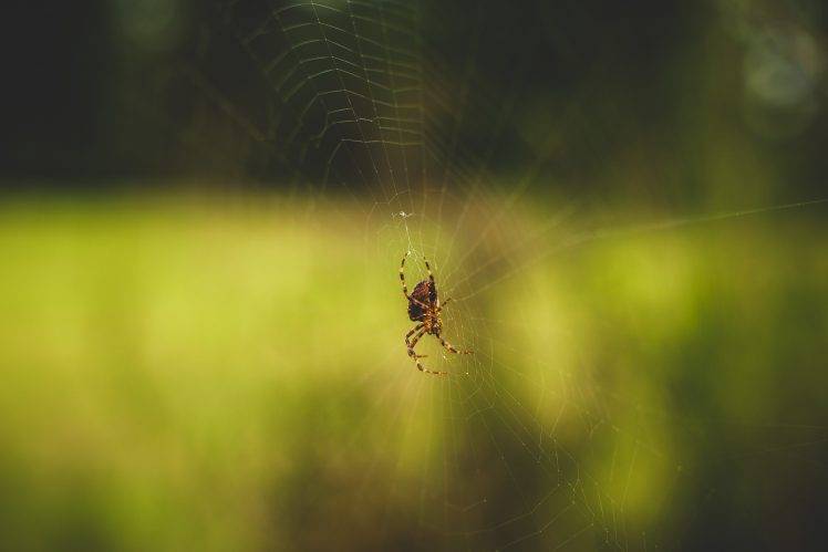 macro spider animals HD Wallpaper Desktop Background