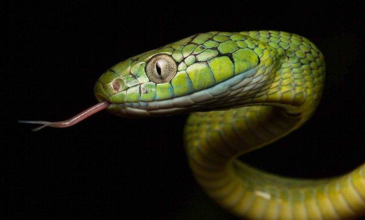animals snake reptiles HD Wallpaper Desktop Background