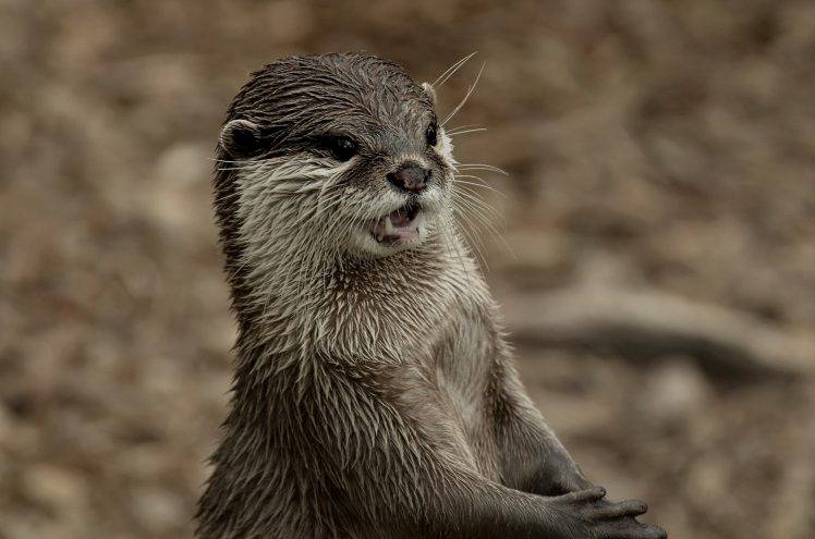 animals mammals otters HD Wallpaper Desktop Background