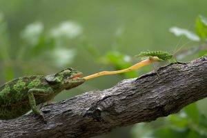 animals reptiles grasshopper branch