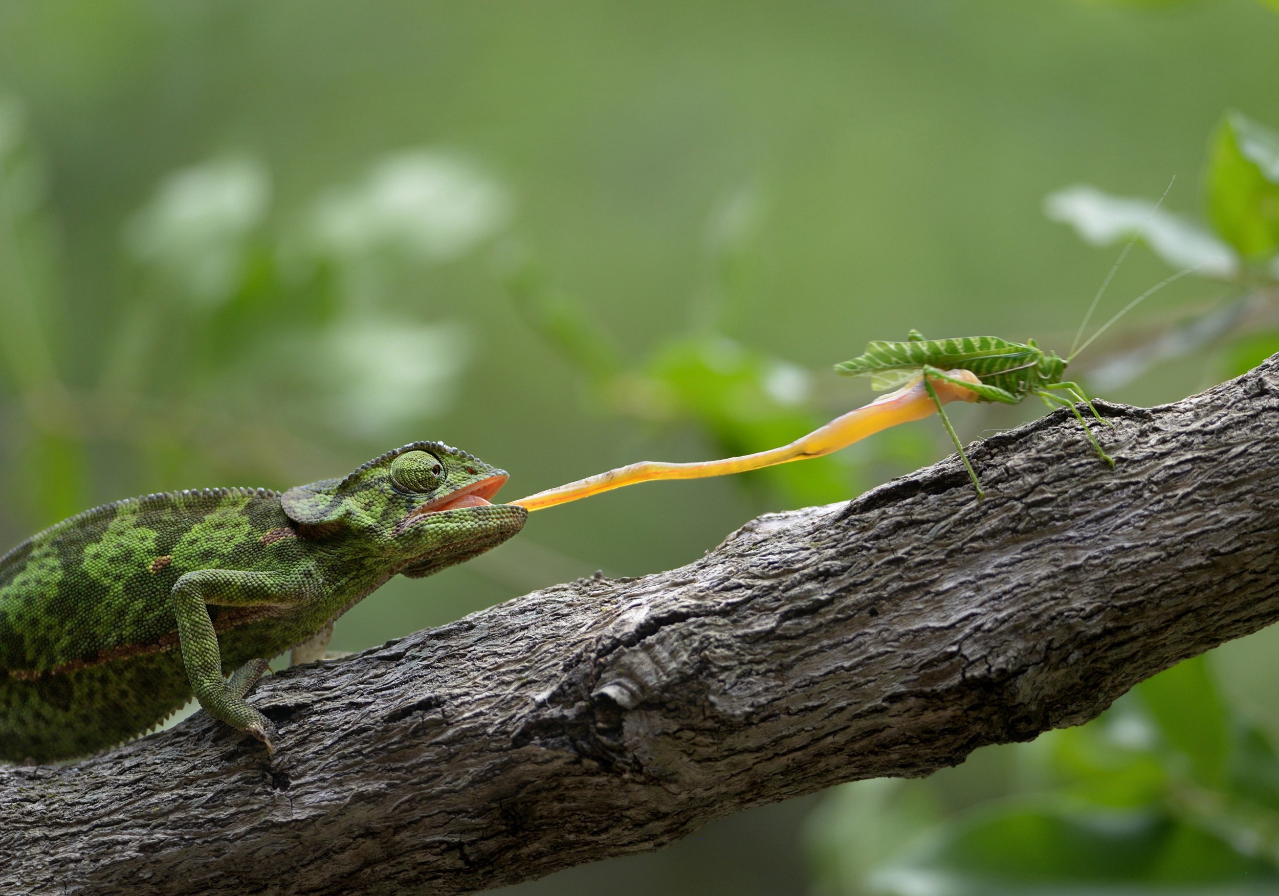 animals reptiles grasshopper branch Wallpaper