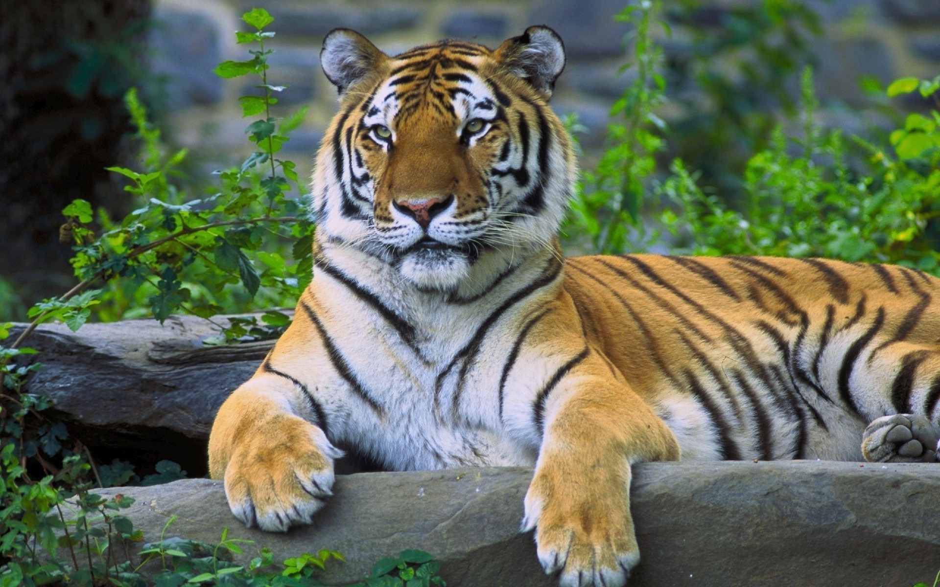 tiger animals Wallpaper