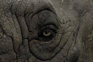 eyes nature animals wrinkles closeup rhino skin