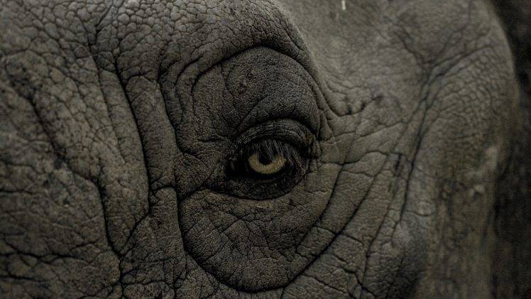 eyes nature animals wrinkles closeup rhino skin HD Wallpaper Desktop Background