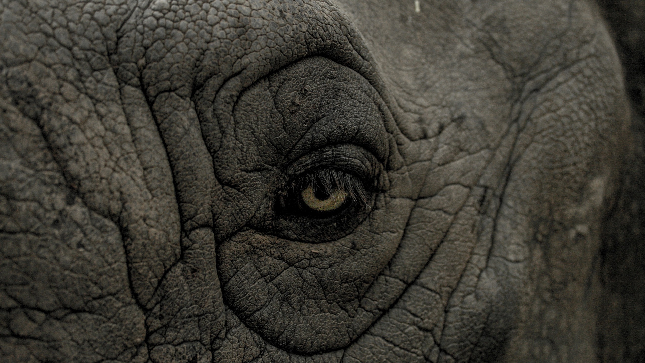 eyes nature animals wrinkles closeup rhino skin Wallpaper