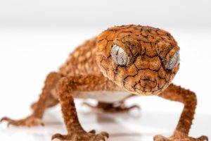 nature animals wrinkles reptiles macro gecko closeup depth of field white background