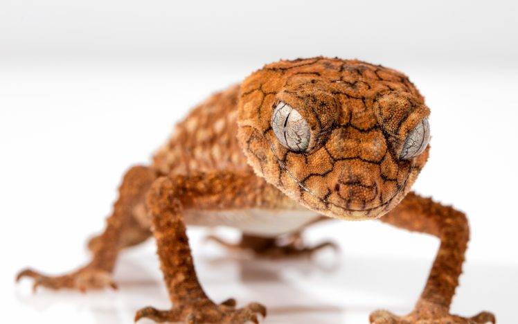 nature animals wrinkles reptiles macro gecko closeup depth of field white background HD Wallpaper Desktop Background