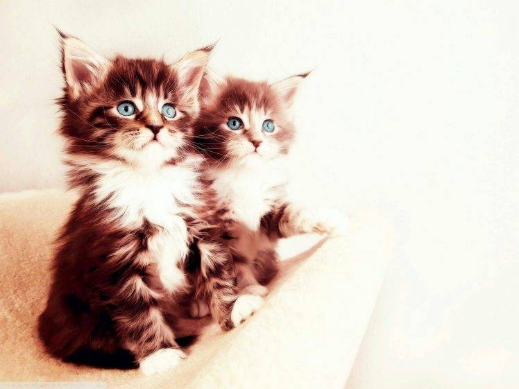 cat kittens animals HD Wallpaper Desktop Background