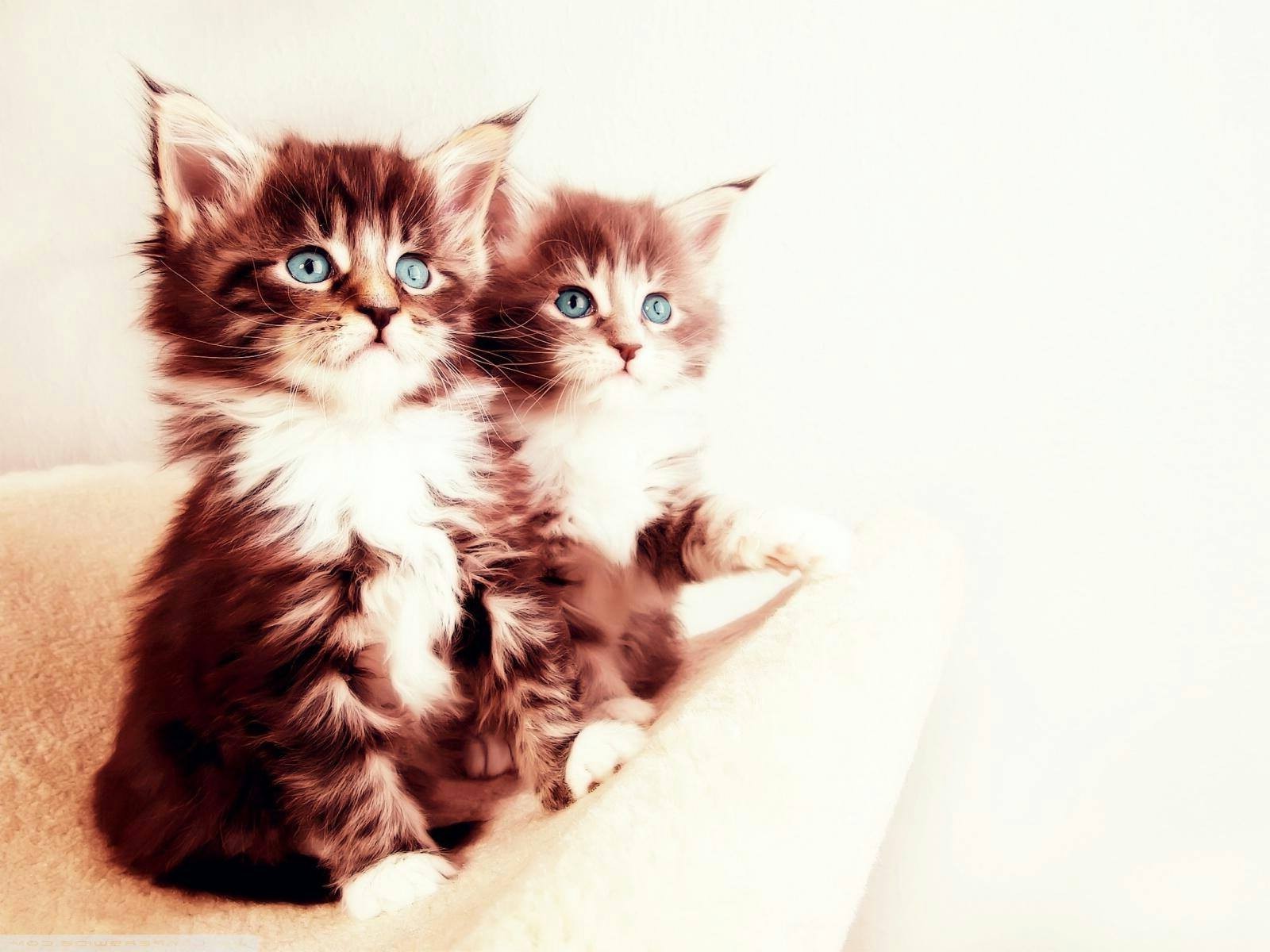 cat kittens animals Wallpaper