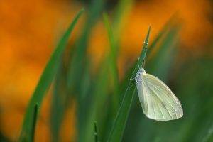 animals lepidoptera insect macro plants