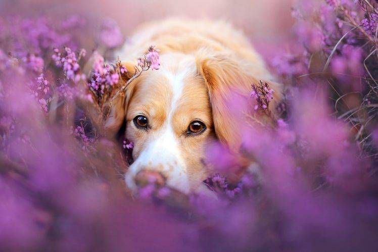 animals plants dog HD Wallpaper Desktop Background