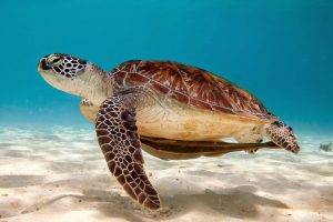 sea sand turtle animals