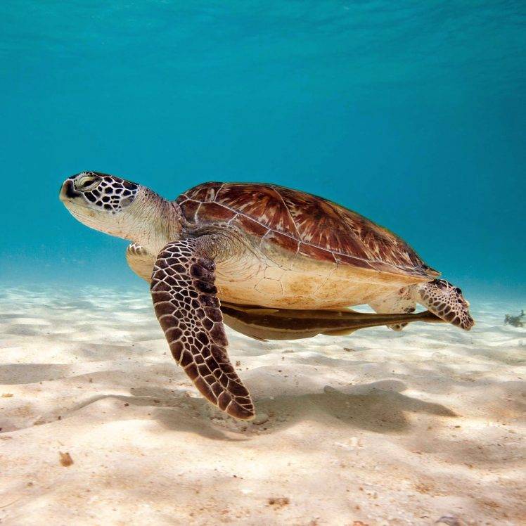 sea sand turtle animals HD Wallpaper Desktop Background